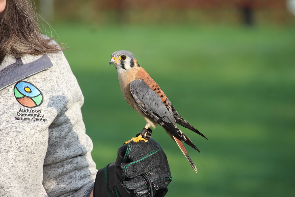Meet Audubon’s New Birds Of Prey News, Sports, Jobs Post Journal